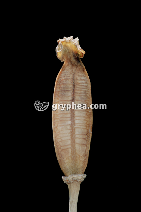 Tulipe - Fruit mûr (avant déhiscence) - gryphea.com